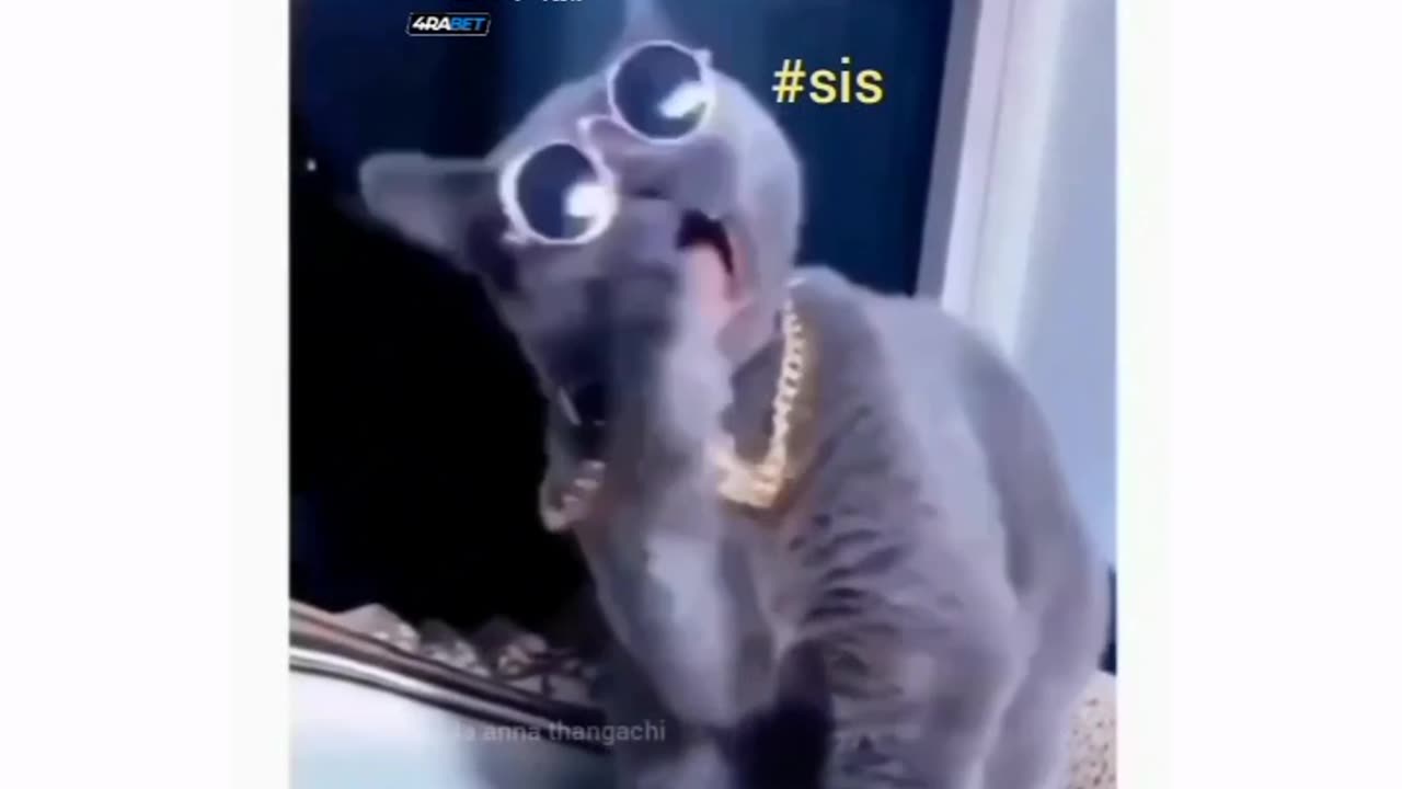 Cat funny and Billa song