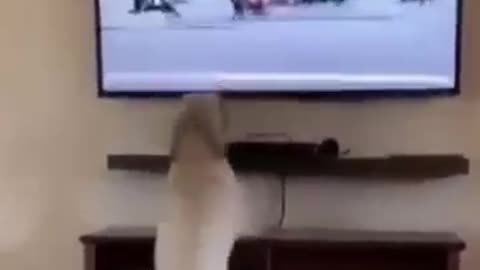 Cat Funny Videos😂🤣