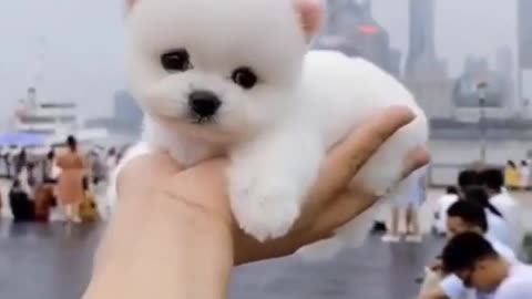 Cute Pomeranian Dog | Baby Pomeranian |Cute Pomeranian Puppy 🐕 #7 #pomeranian #shorts #cute #dogs