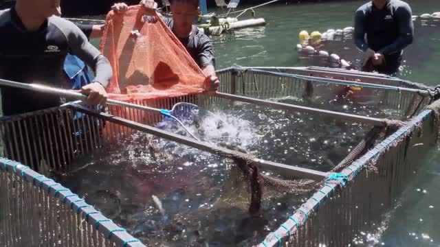 Amazing food！Sweetfish catch and grilled Sweetfish in night market