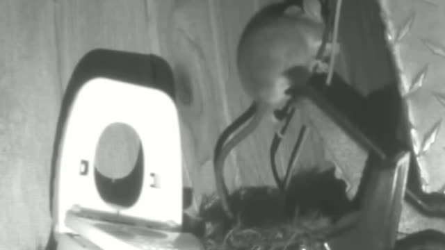 Mouse Avoids Triggering Two Traps and Then Starts Chewing Electric Wires.