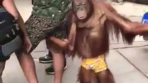 A serious orangutan