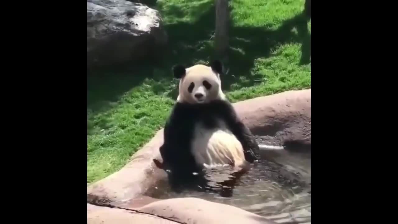 Chinese National Treasure Panda