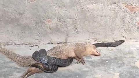 cobra