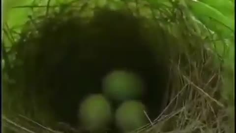 You can't imagine the beauty of this wonderful nest