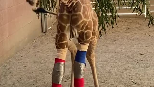 Meet Msituni 🦒