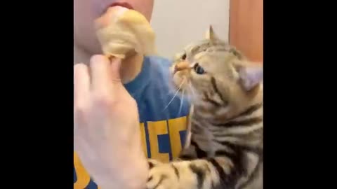 FUNNY VIDEOS- cats being the hilarious creatures they are XD