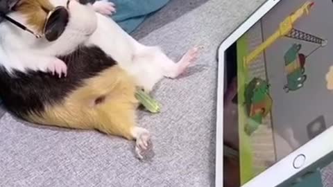 Hilarious Hamster Watches Show