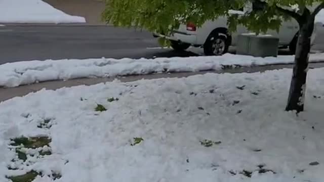 go home colorado you're drunk #sledding #mayblizzard #colorado #snowman