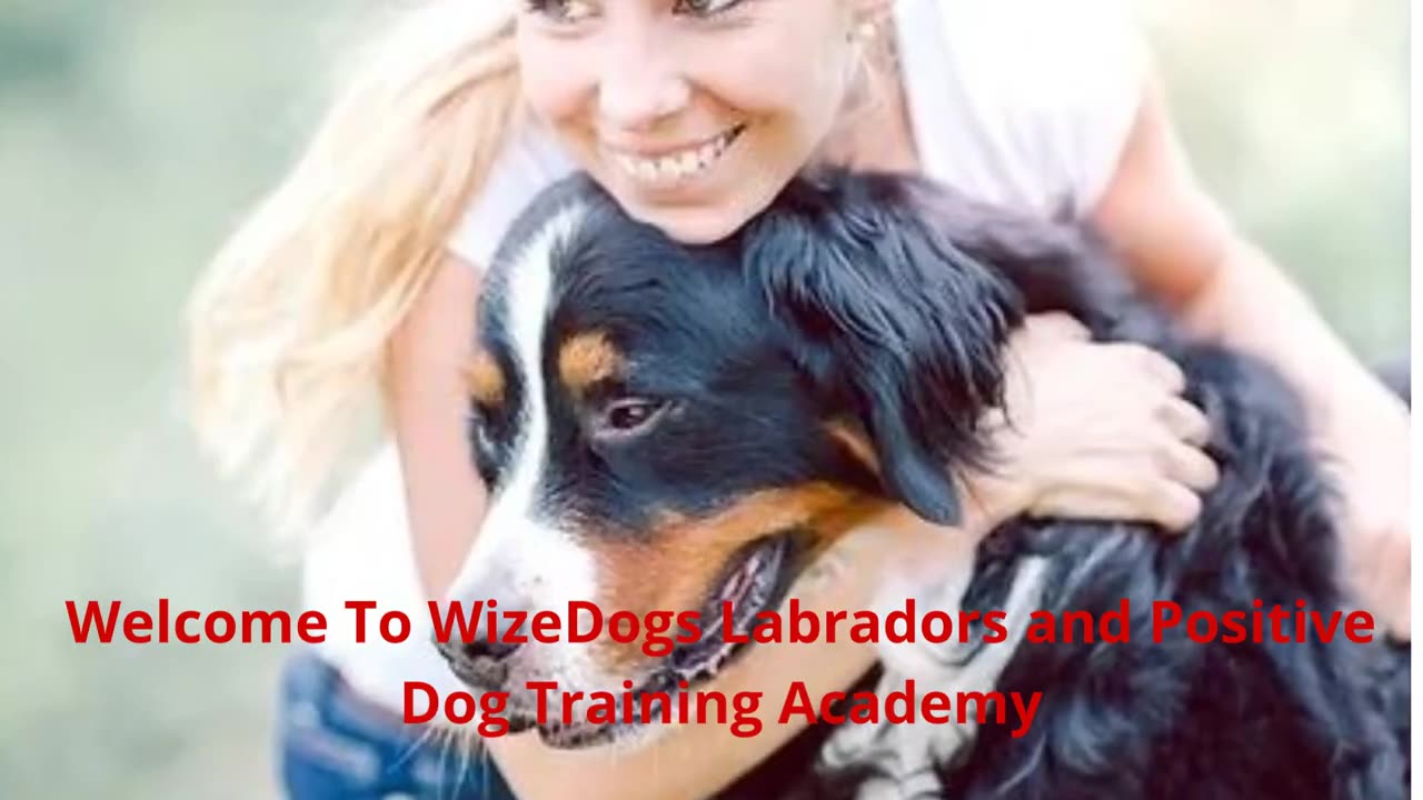 WizeDogs Labrador Retriever Breeders and Positive Dog Training Academy in Surprise, AZ