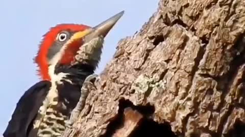 woodpecker