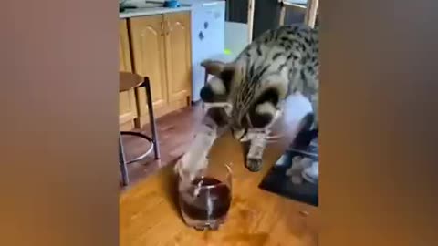 fun and cute cats