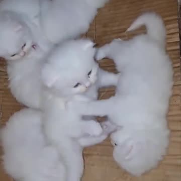 WHITE PERSIAN CAT KITTEN
