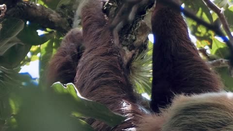 Video of a Three Toed Sloth - Río Paracito, Costa Rica