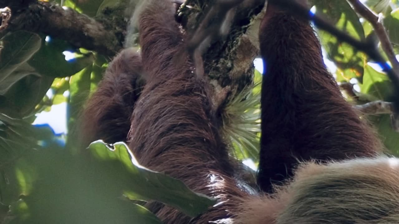 Video of a Three Toed Sloth - Río Paracito, Costa Rica