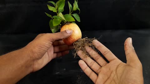 Propagate Apple tree from Apple fruit