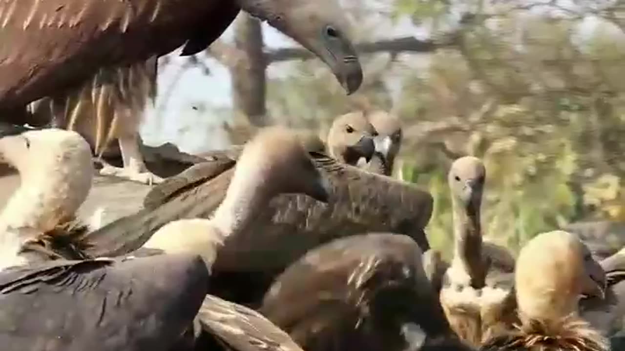 Wildlife in closer view with a natural perspective.