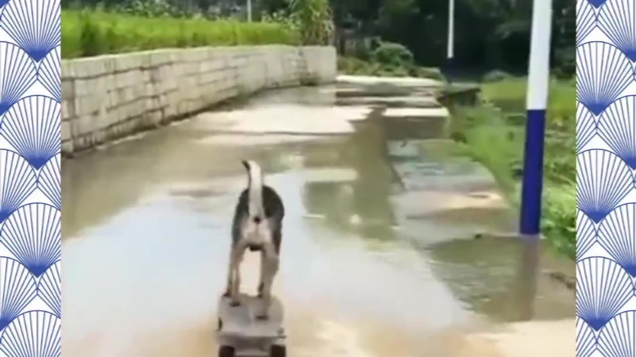 Funny dog 🐕🐕🐕 wheeling