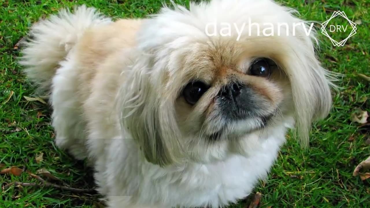 DOGS BARKING to Make your Dog Bark 11 Dog Breeds Barking Sound Effects HD