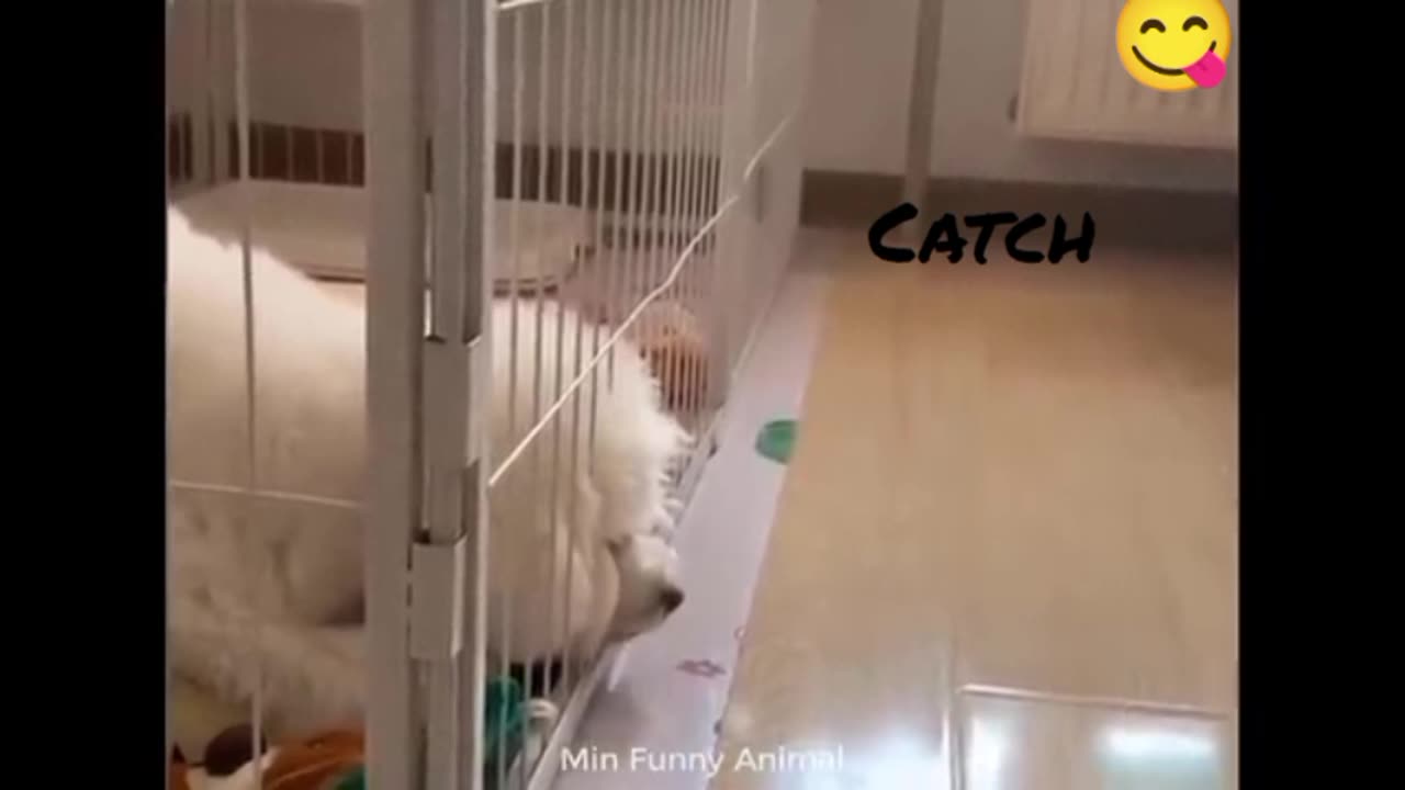 Cute Dog trying to catch