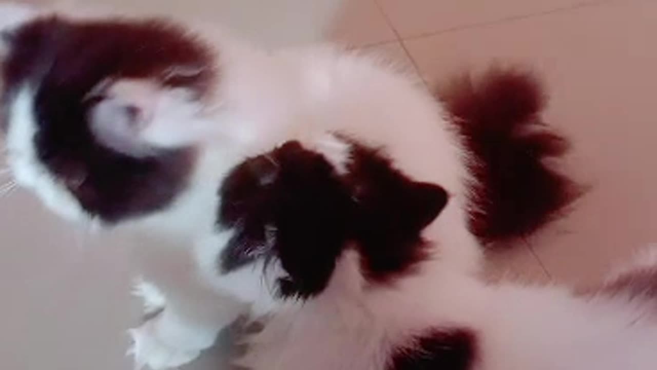 Beautiful Persian panda piki face cats