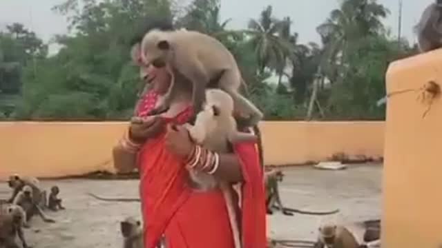 Love monkey