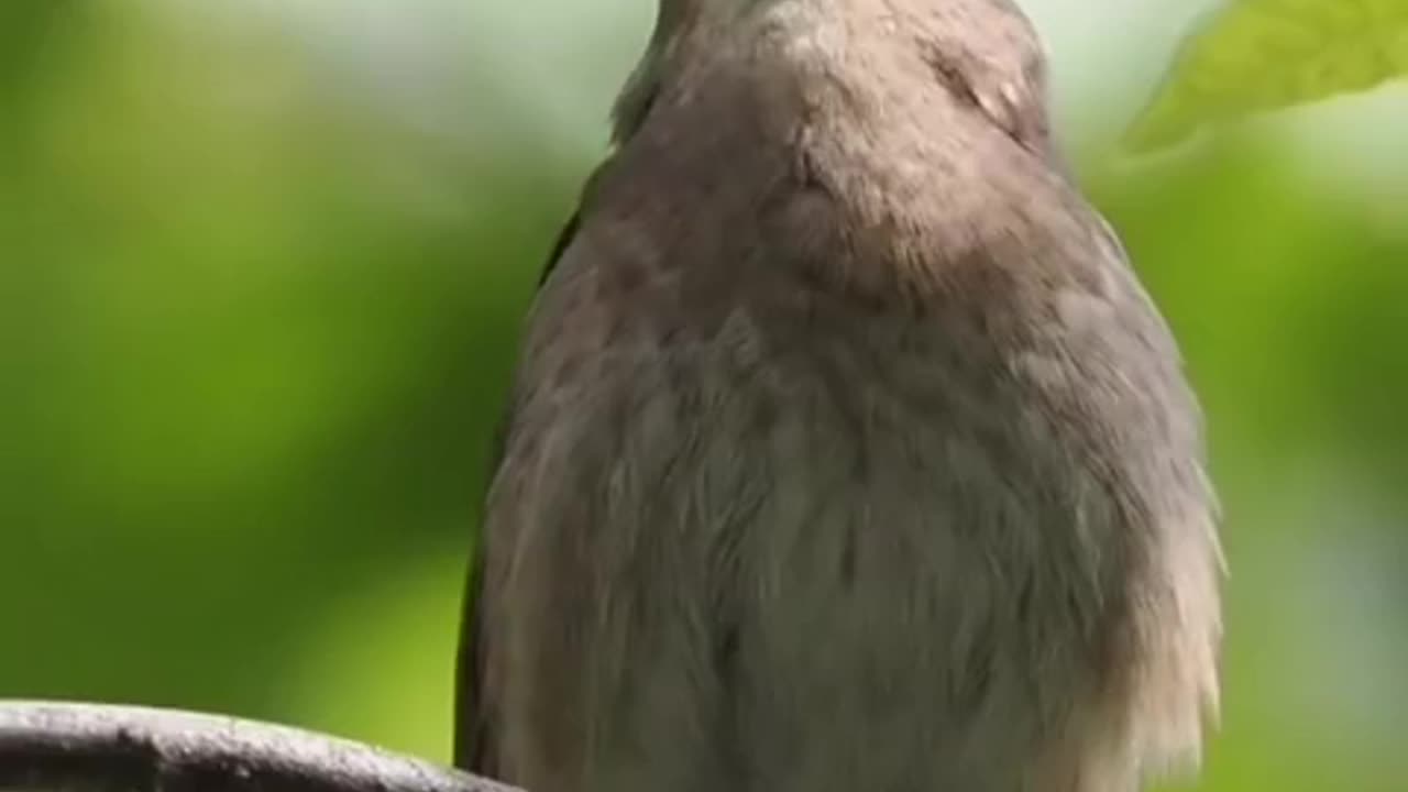 Beautiful bird voice