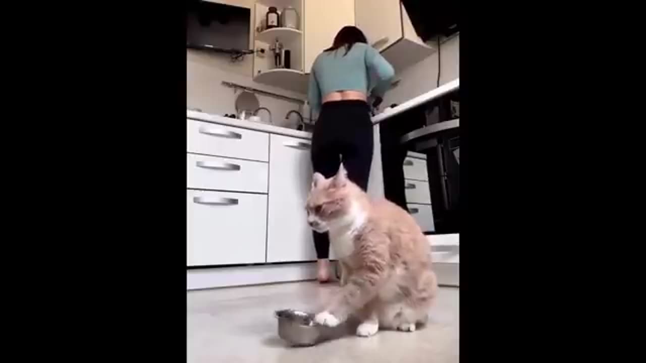 Cat funny videos