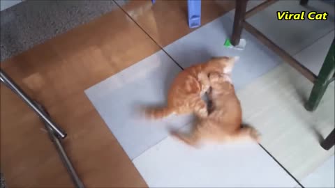 Two Cat fighting video