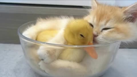 Kitten huged tightly little duck.