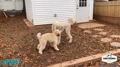 Dogs play fight over over a ball , a breakdown