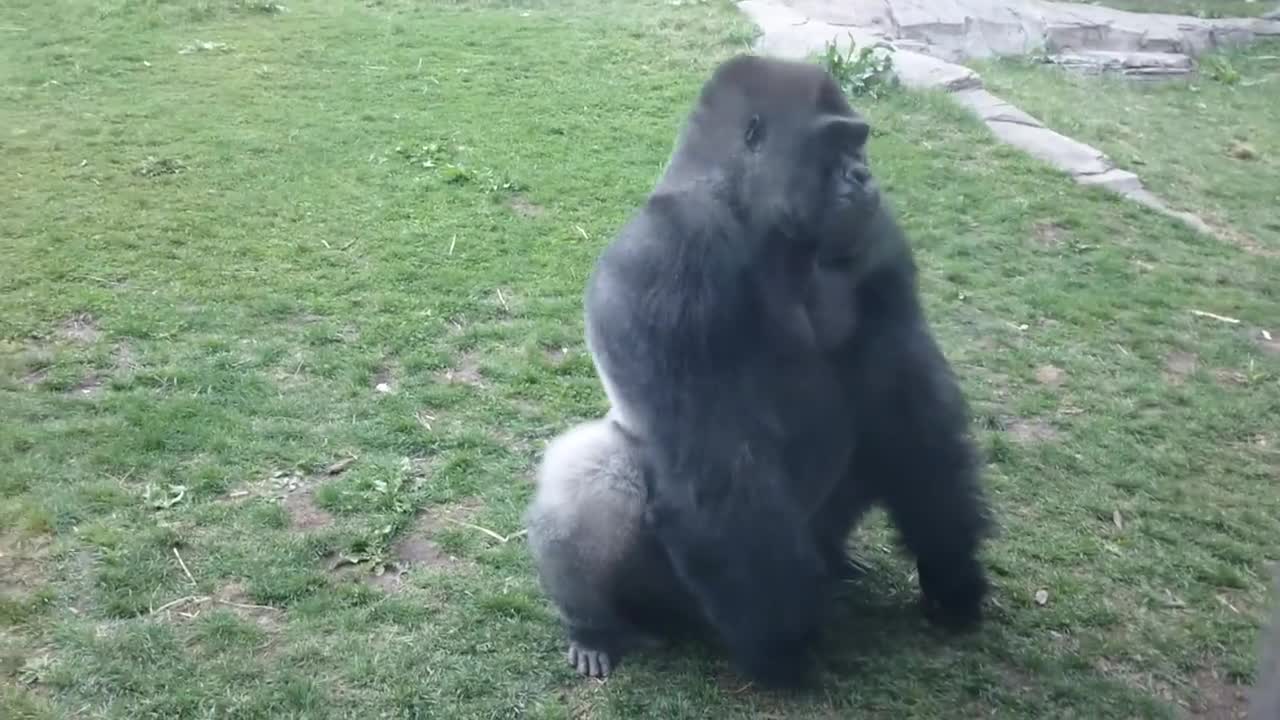 FULL VERSION When a Silverback attacks.