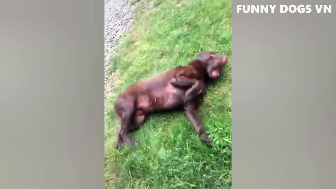 Funny Animals Video 2022 | Try Not To Laugh Animals | Funny Dogs and Cat Video | ROFL Video