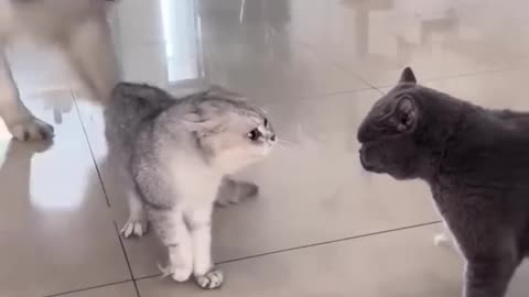 Funniest cats🐱In The World😂 Funny and Fails Pets Video #shorts #cats #funny