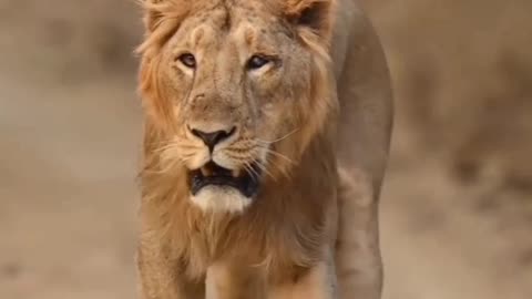 tum to chuaa ho janab shaer to hum hai