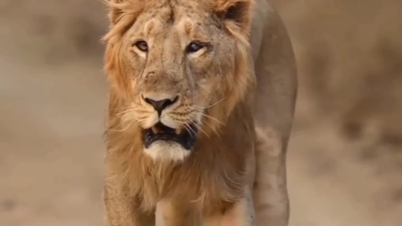 tum to chuaa ho janab shaer to hum hai