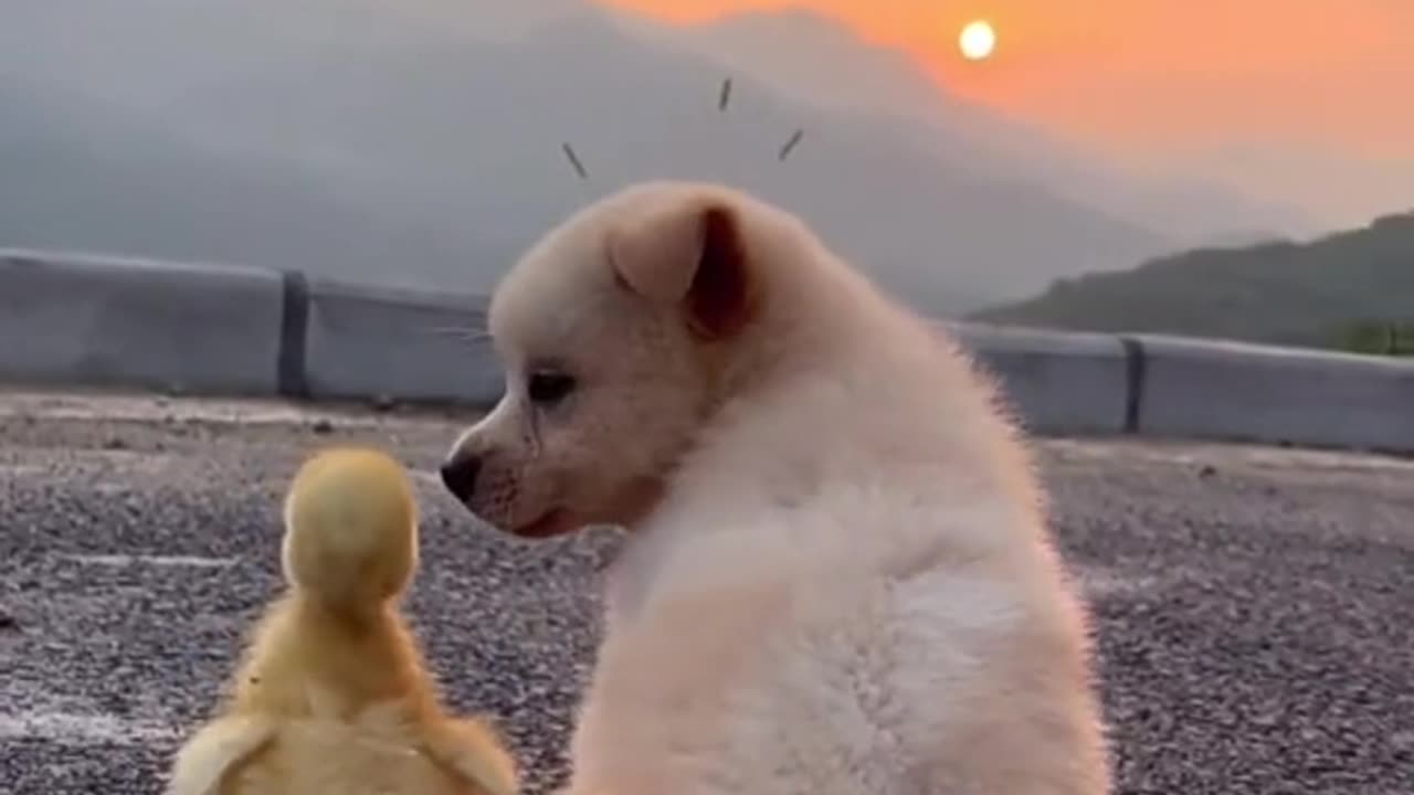 Cute animal love