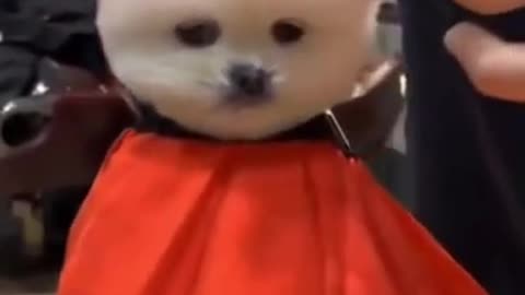 Funny Animal - Chien Drole at the Hairdresser's