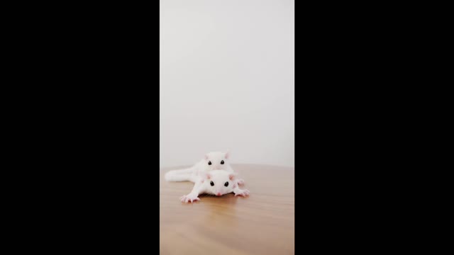 Two Leucistic Sugar Gliders