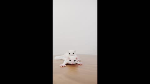 Two Leucistic Sugar Gliders