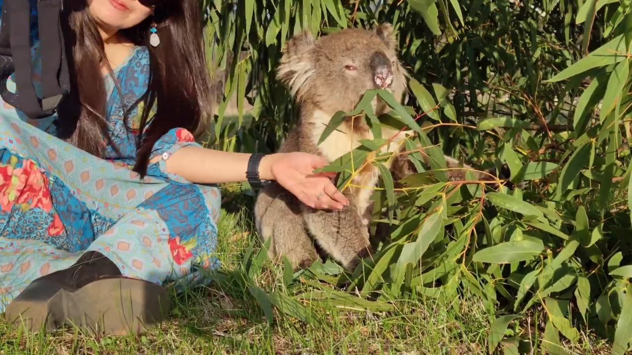 KOALA ATTACKS
