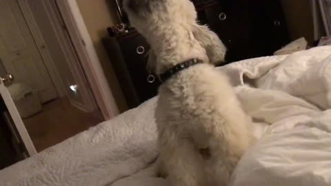 Dog that loves to sing Never Enough