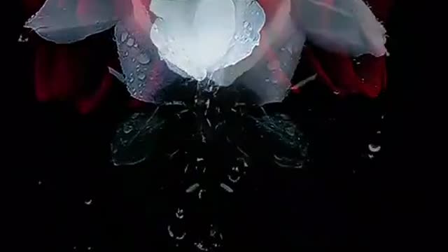 beautiful rose natural color