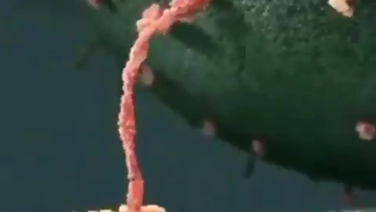 This is how Protein Moving under microscope