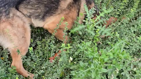 Virgil german shepherd.