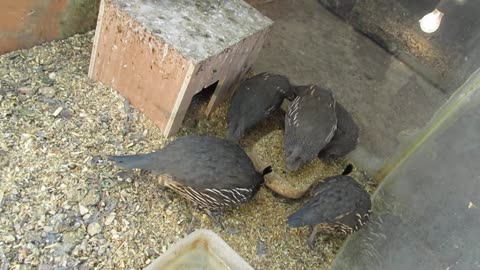 Valley quails, about 3 months old