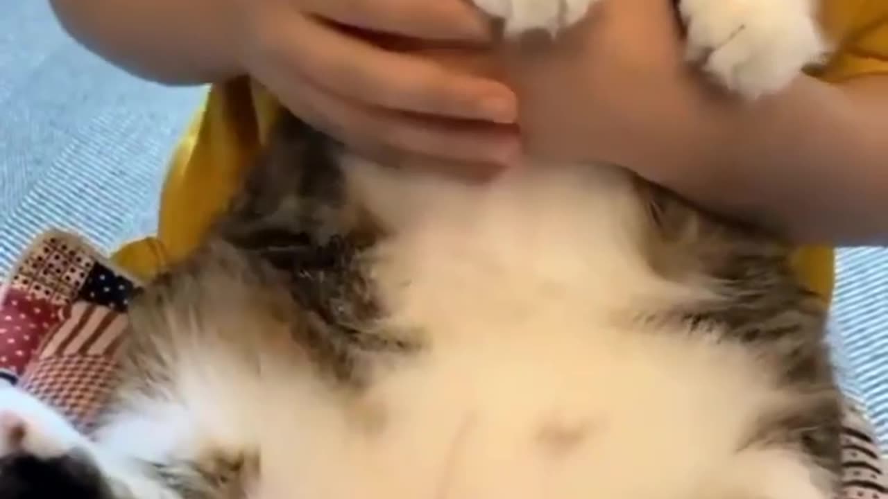 #funny #pet #animals #funnyanimals #fyp #funnycat #funnypet #funnyvideos #foryou
