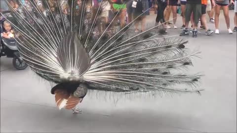 Peacock Opening Its Feathers