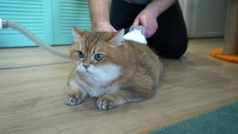 How to make a beautiful hairstyle for a cat