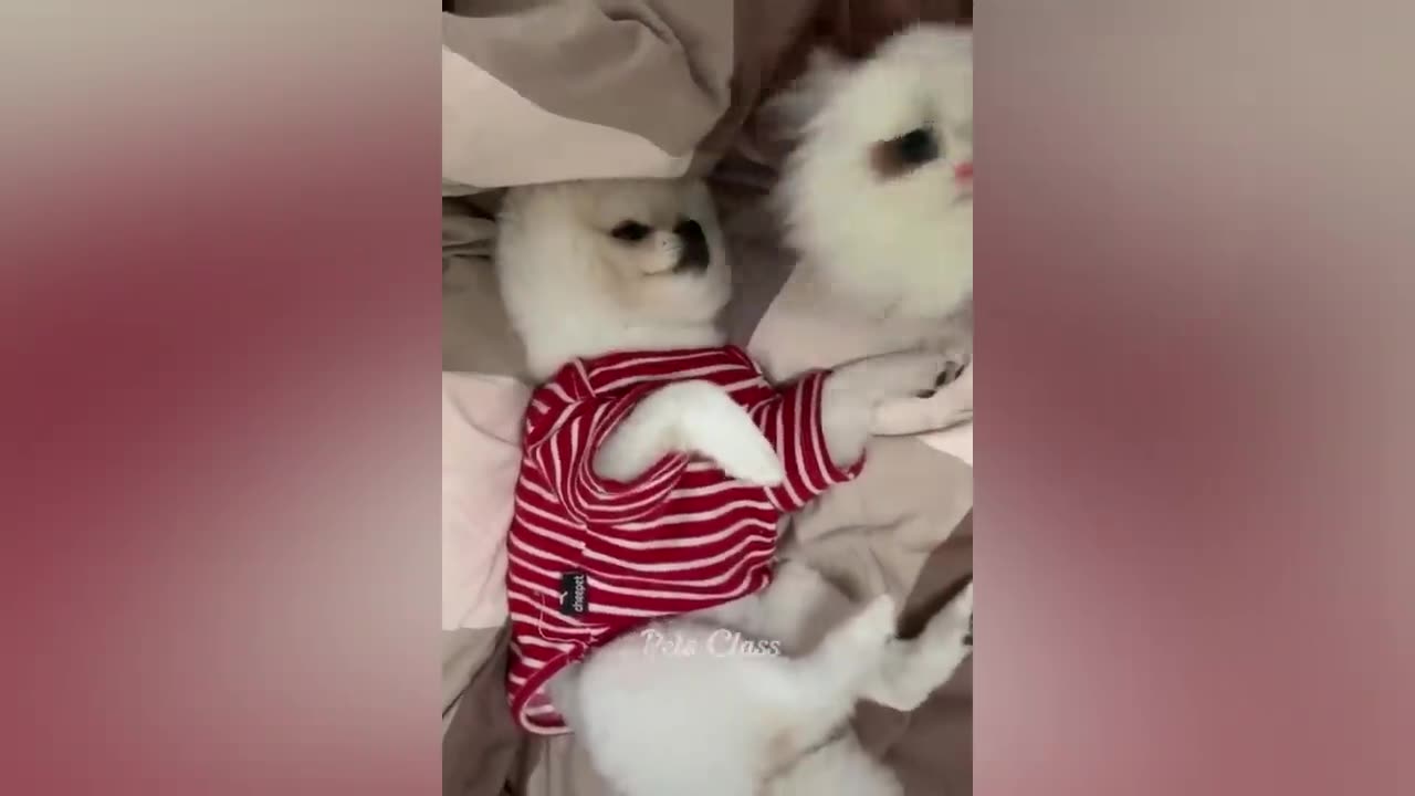 Funniest Animals 2023 π Funny Dogs and Cats Videos πΊπΆ Part 2